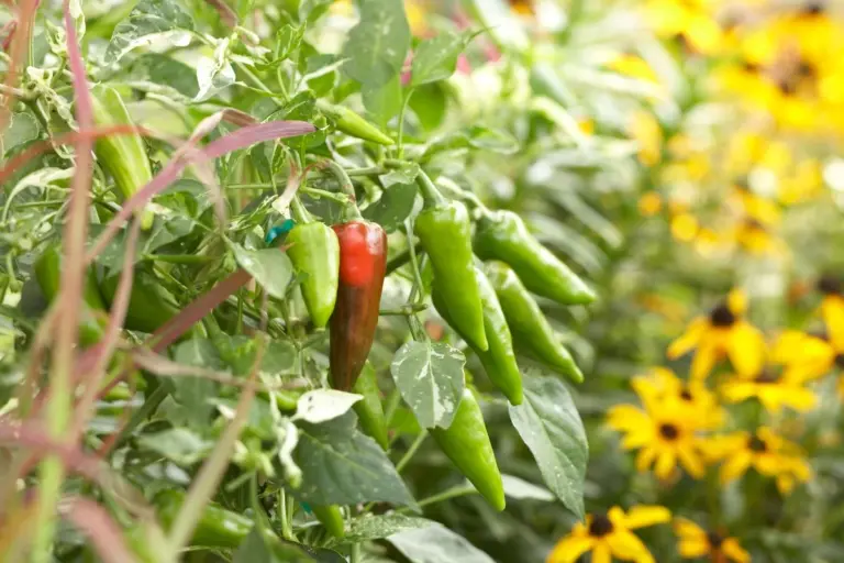 10 Piante da Compagno per i Peperoni per un Orto Più Sano e Produttivo
