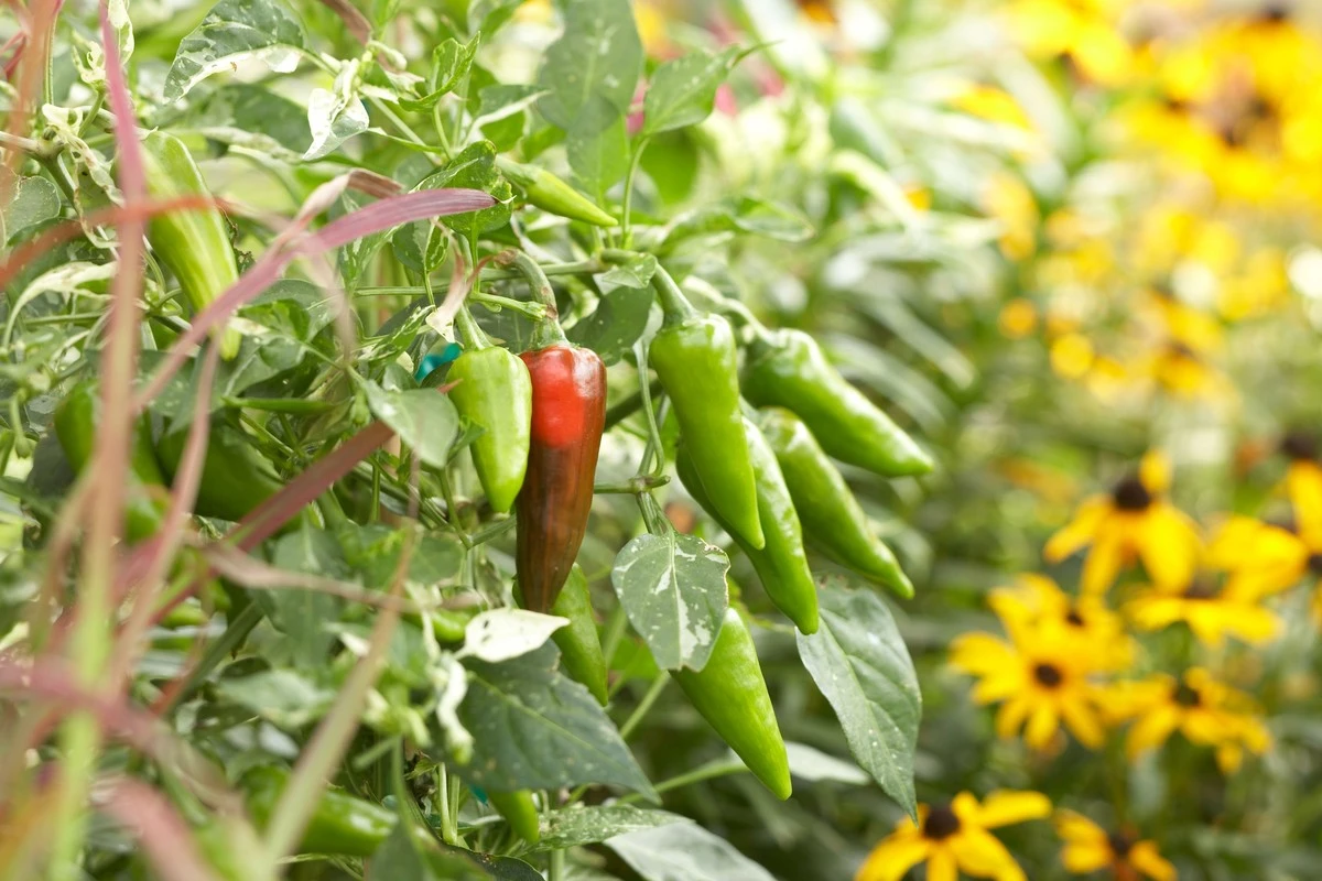 10 Piante da Compagno per i Peperoni per un Orto Più Sano e Produttivo