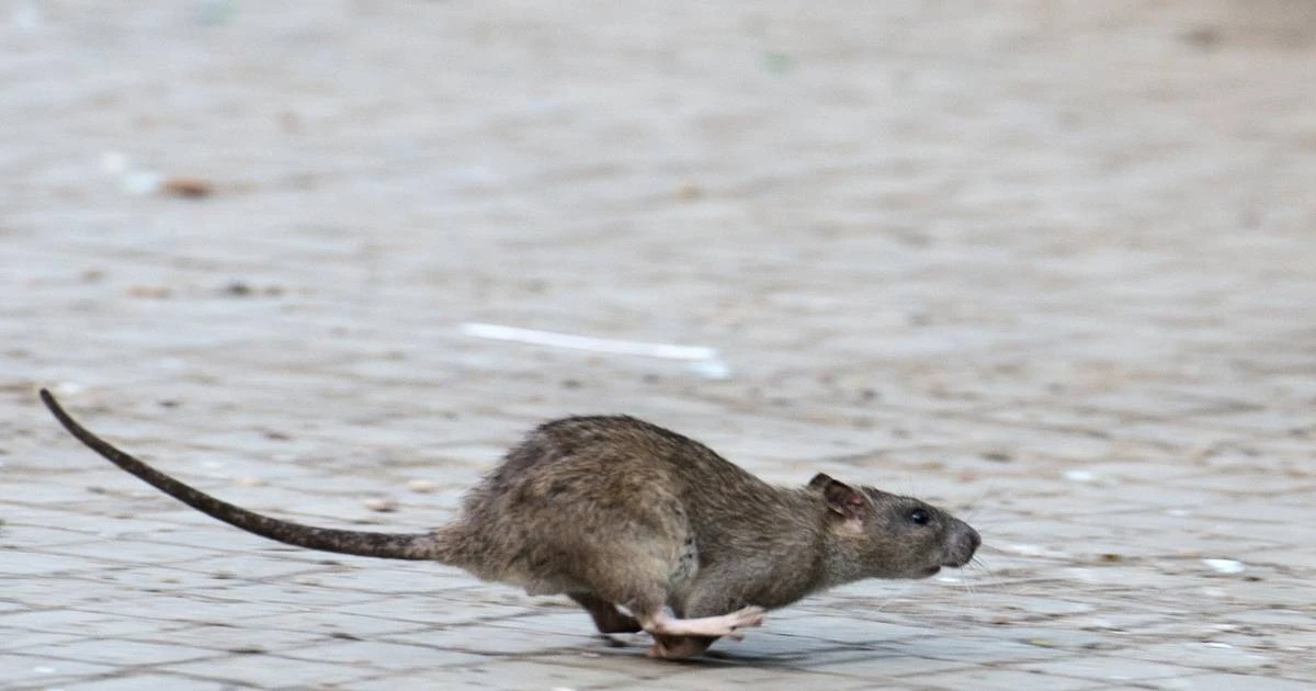 1112 topi in sei ore con dieci cani: la controversa battaglia contro i roditori