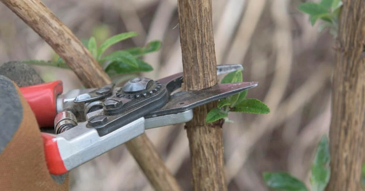 3 alberi da potare a febbraio per fioriture esplosive e raccolti abbondanti