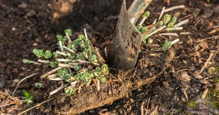 3 lavori essenziali in giardino a febbraio per un risveglio perfetto