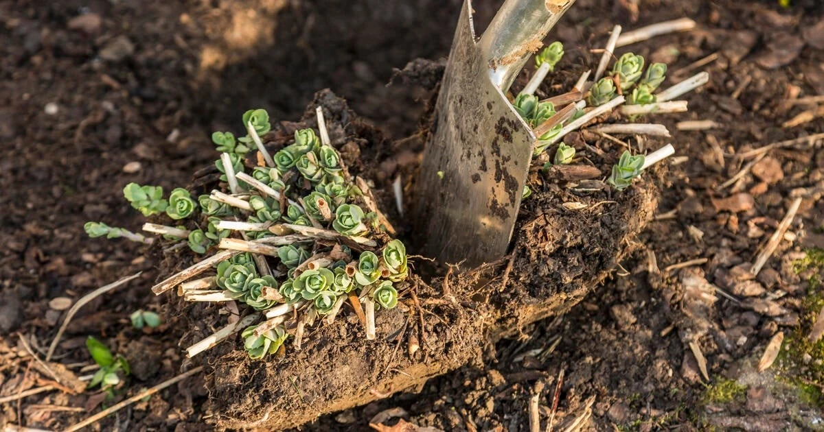 3 lavori essenziali in giardino a febbraio per un risveglio perfetto