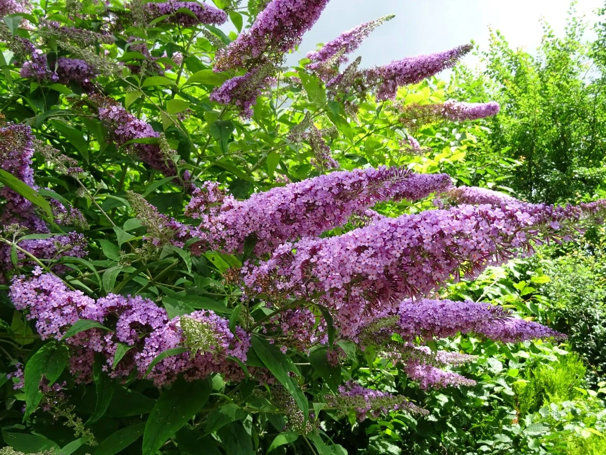 3 Piante da Evitare Assolutamente nel Tuo Giardino per la Salute della Natura