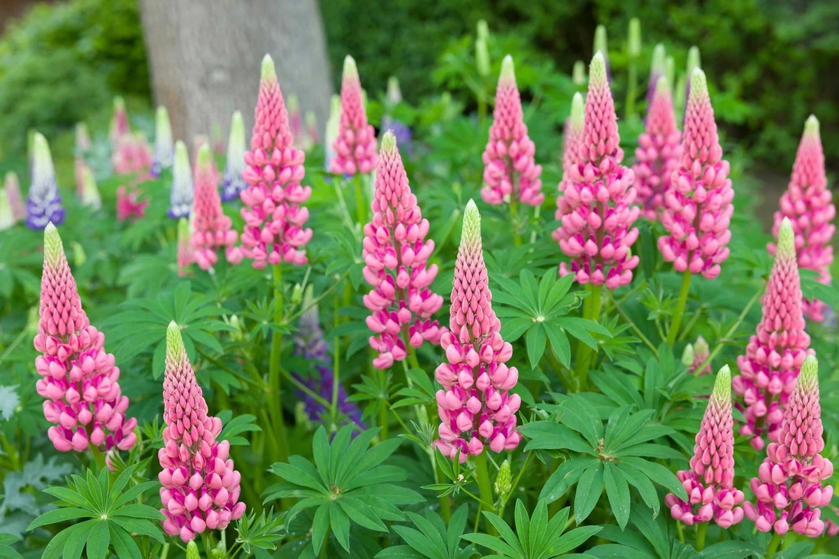 3 Piante da Fiore che Rovinano il Tuo Giardino (e la Tua Pazienza!)