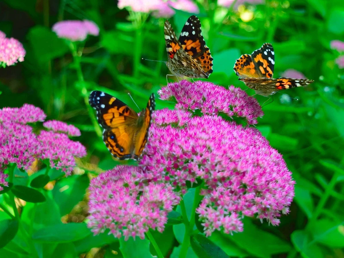 4 Piante Meravigliose che Attirano le Farfalle nel Tuo Giardino (Addio Buddleja!)