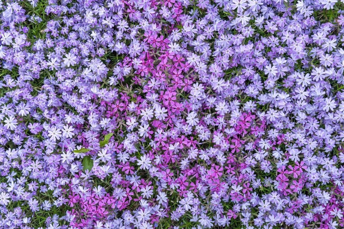 5 piante tappezzanti che rivoluzioneranno il tuo giardino: basta erbacce!
