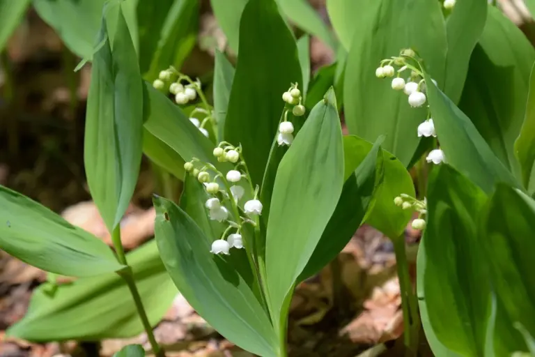 6 Perenni Ingannatori da Evitare Assolutamente nel Tuo Giardino (e Cosa Piantare Invece)