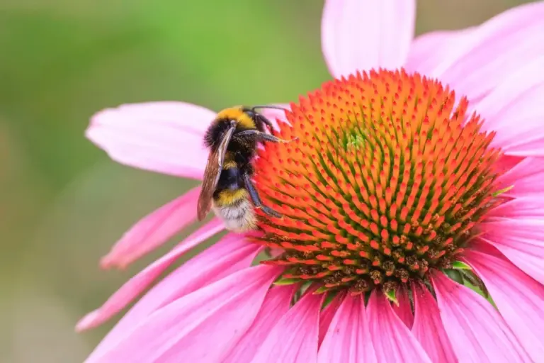 Amanti dei bombi? Pianta queste varietà di fiori nel tuo giardino per un'oasi vibrante