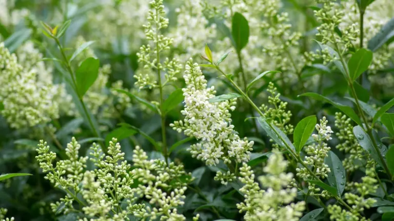 Autunno in giardino: 5 alternative vellutate al lauroceraso che incantano api e uccelli