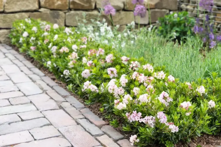 Basta con il Punteruolo del Buxus: questo arbusto in fiore è il sostituto perfetto che non sapevi di volere
