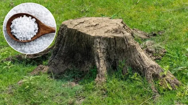 Basta segatura: il metodo professionale per eliminare i ceppi in giardino