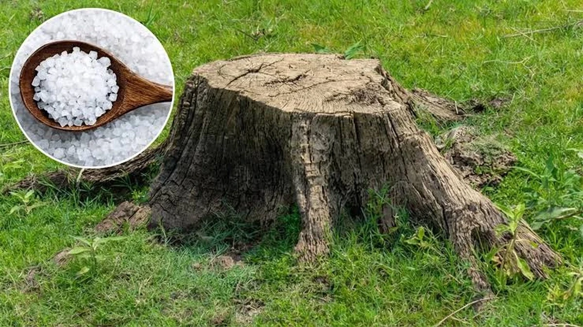 Basta segatura: il metodo professionale per eliminare i ceppi in giardino