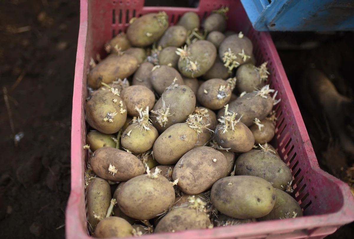 Coltiva Patate più Grandi: Il Segreto per un Raccolto Abbondante
