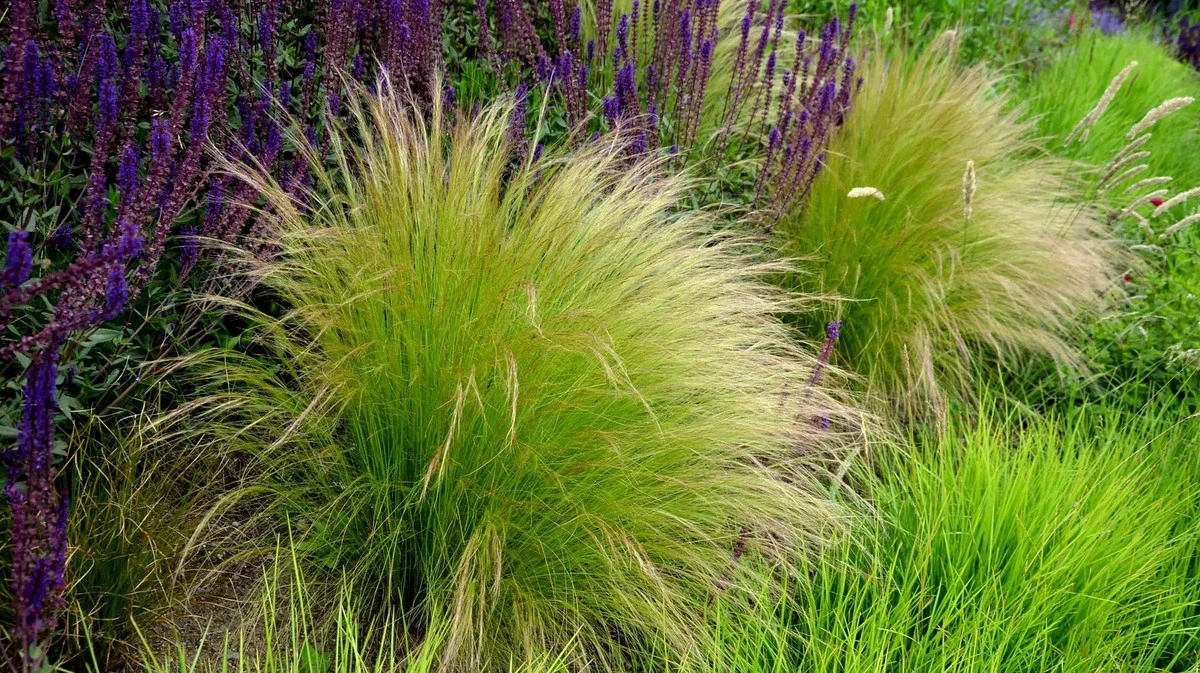 Federgras: Il segreto per un verde più rigoglioso in primavera