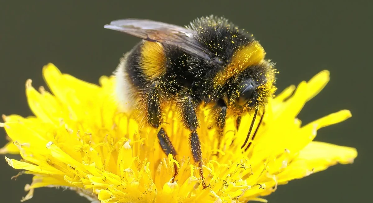 Giardinaggio inverso: perché lasciare il tarassaco nel prato salva le api