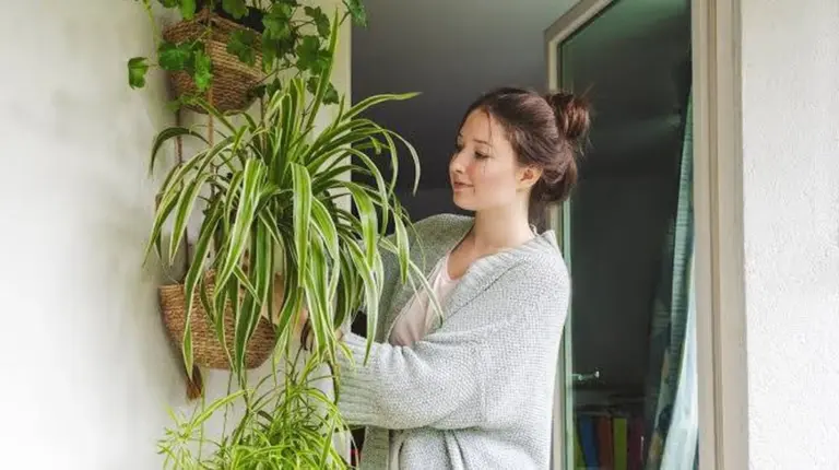 Grünlilie: Stop alle foglie marroni e goditi fioriture continue