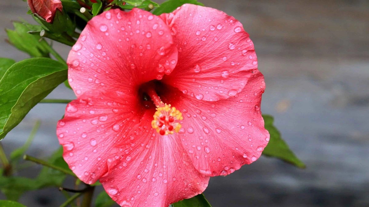 Hibiskus: il segreto di un'esplosione di fiori si nasconde nel posto giusto