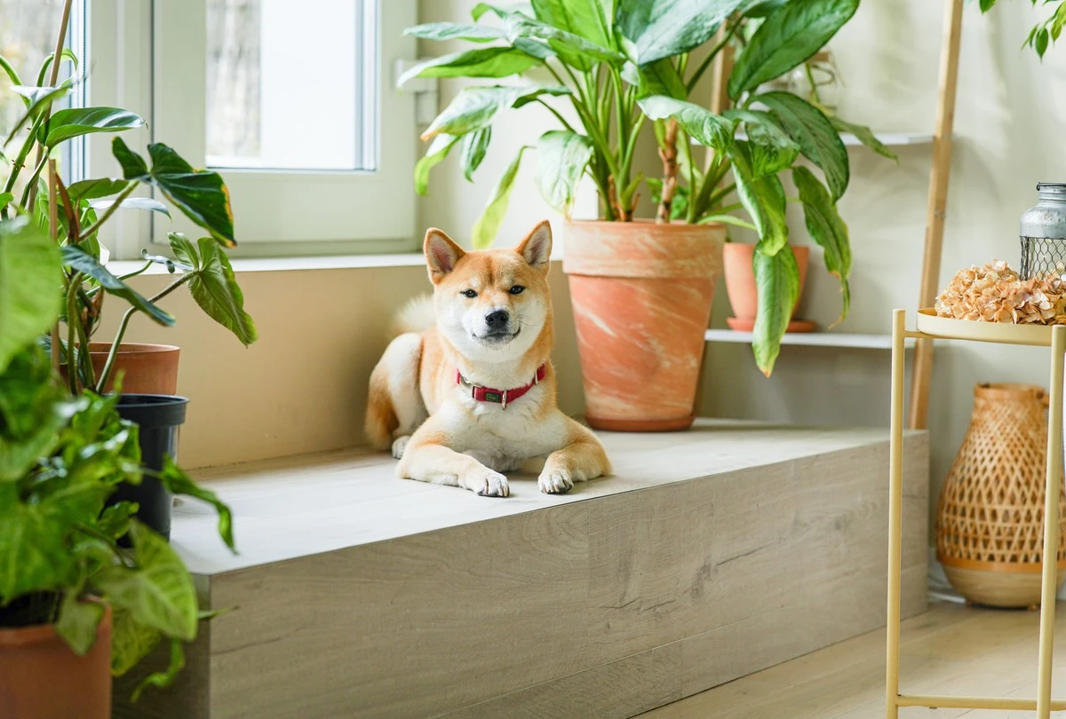 Il geniale "vaso-ciotola" per cani che salva i tuoi pavimenti e le tue piante