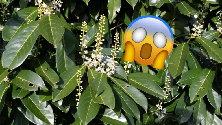 Il Lauroceraso: Il "Bullo" Nascosto Che Sta Distruggendo i Nostri Giardini (e Boschi)