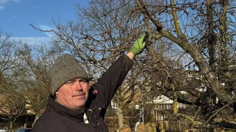 Il segreto degli alberi da frutto: 5 regole d'oro per un taglio che trasforma le tue piante
