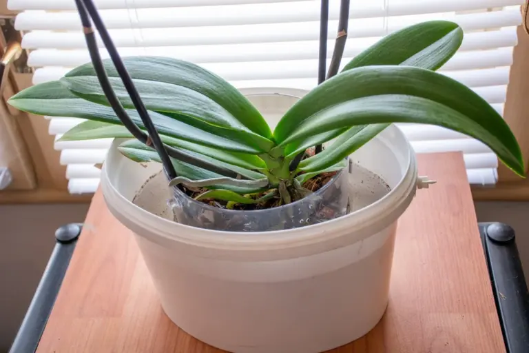 Il segreto della nonna: un cucchiaio di riso per fioriture orchidacee tutto l'anno