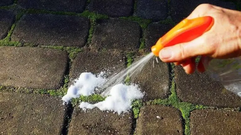 Il segreto per dire addio al muschio sul tuo terrazzo: dimentica l'acqua bollente, prova questo potente rimedio naturale