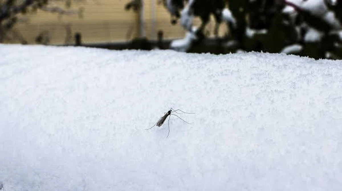 Inverno Rigido, Estate Senza Parassiti? La Verità Sorprendente