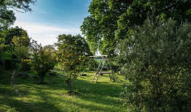 L'albero sempreverde perfetto per il tuo giardino (e perché la palla d'acacia non fa per te)