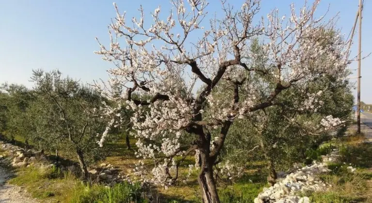 La Puglia ordina: 3 motivi per cui i mandorli abbandonati spariranno presto