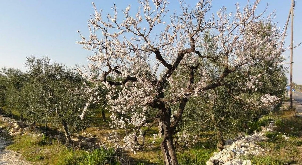 La Puglia ordina: 3 motivi per cui i mandorli abbandonati spariranno presto