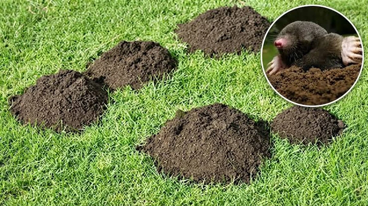 La trappola infallibile per le talpe: il metodo che i giardinieri esperti tengono segreto