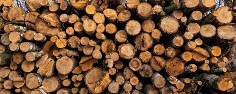Legna da ardere in Bassa Sassonia: dagli alberi al fuoco, il percorso segreto che non ti aspetti