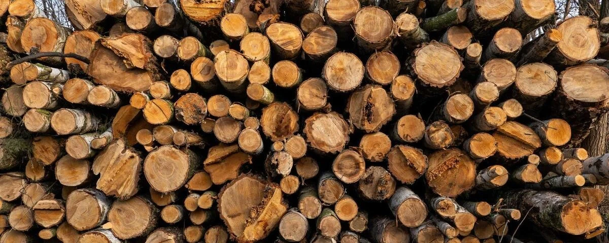 Legna da ardere in Bassa Sassonia: dagli alberi al fuoco, il percorso segreto che non ti aspetti