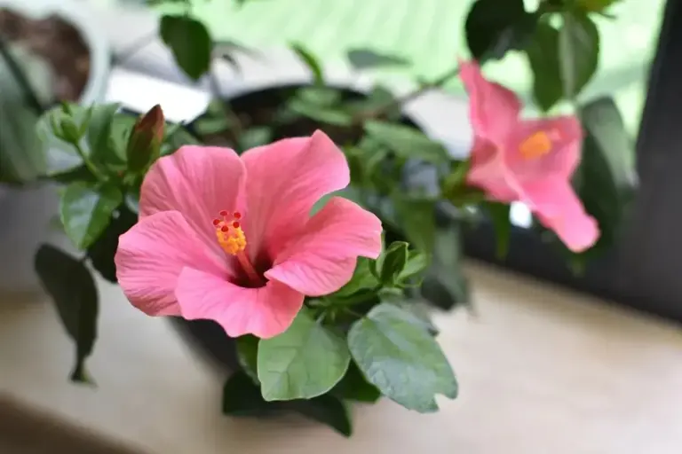 Medinilla Magnifica: Il segreto per un salotto di lusso con una sola pianta