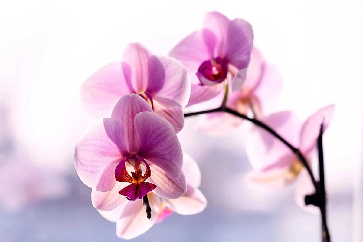 Orchidee, che non fiorivano più: il trucco geniale che le ha fatte sbocciare come matte