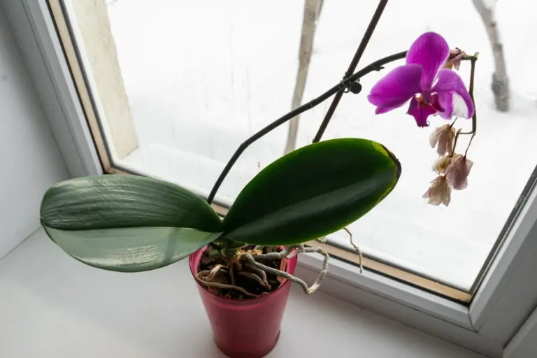 Orchidee: Raíci che spuntano? L'errore comune che le impedisce di fiorire