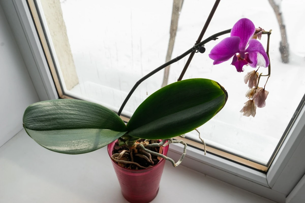 Orchidee: Raíci che spuntano? L'errore comune che le impedisce di fiorire