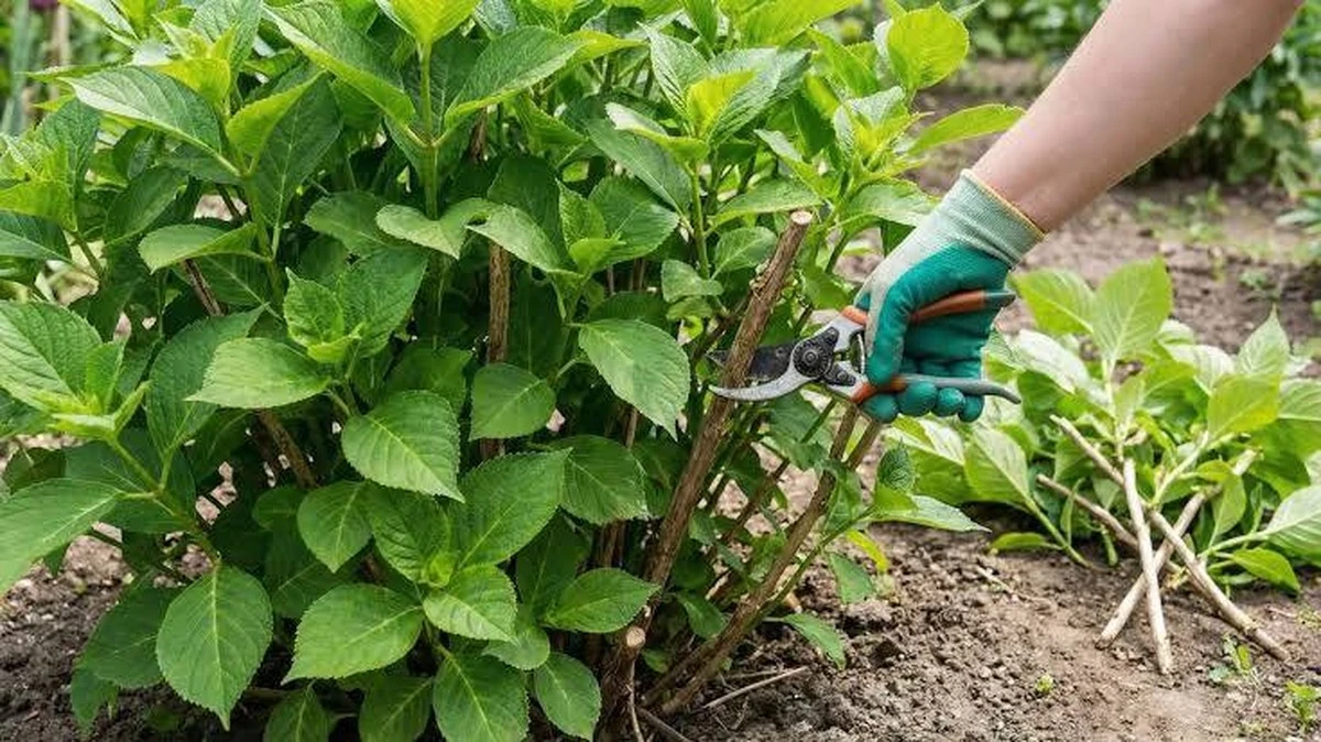 Ortensie: l'errore di potatura che blocca i tuoi fiori (e come evitarlo)