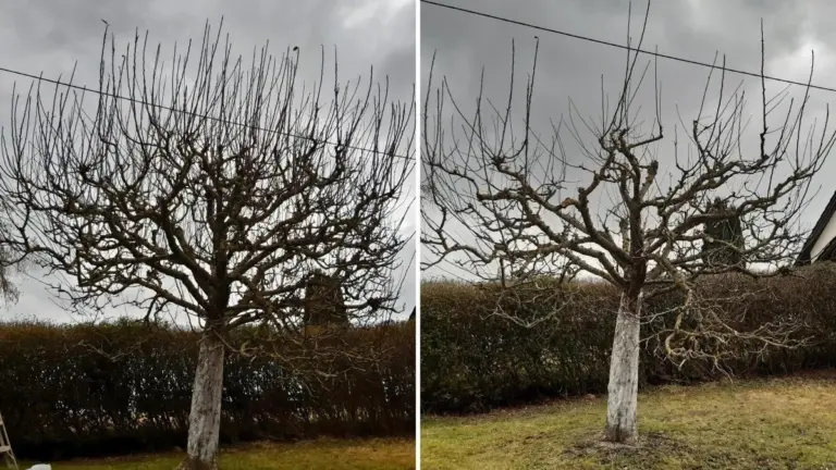 Perché i Tuoi Alberi da Frutto Hanno Troppi Germogli Inutili (e Come Risolverlo)