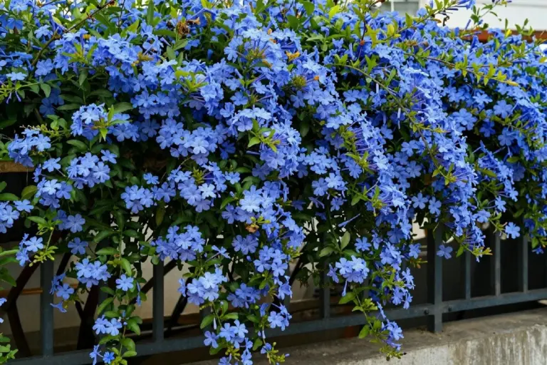 Plumbago: la rampicante che trasforma il tuo terrazzo in un'oasi fresca
