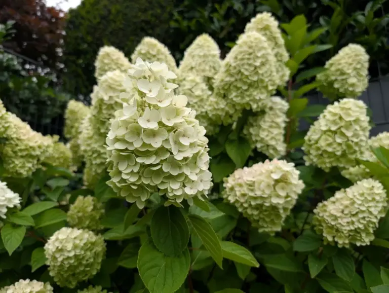 Potatura delle ortensie a pannocchia: il trucco per fiori XXL - Il tuo giardino esploderà di colori