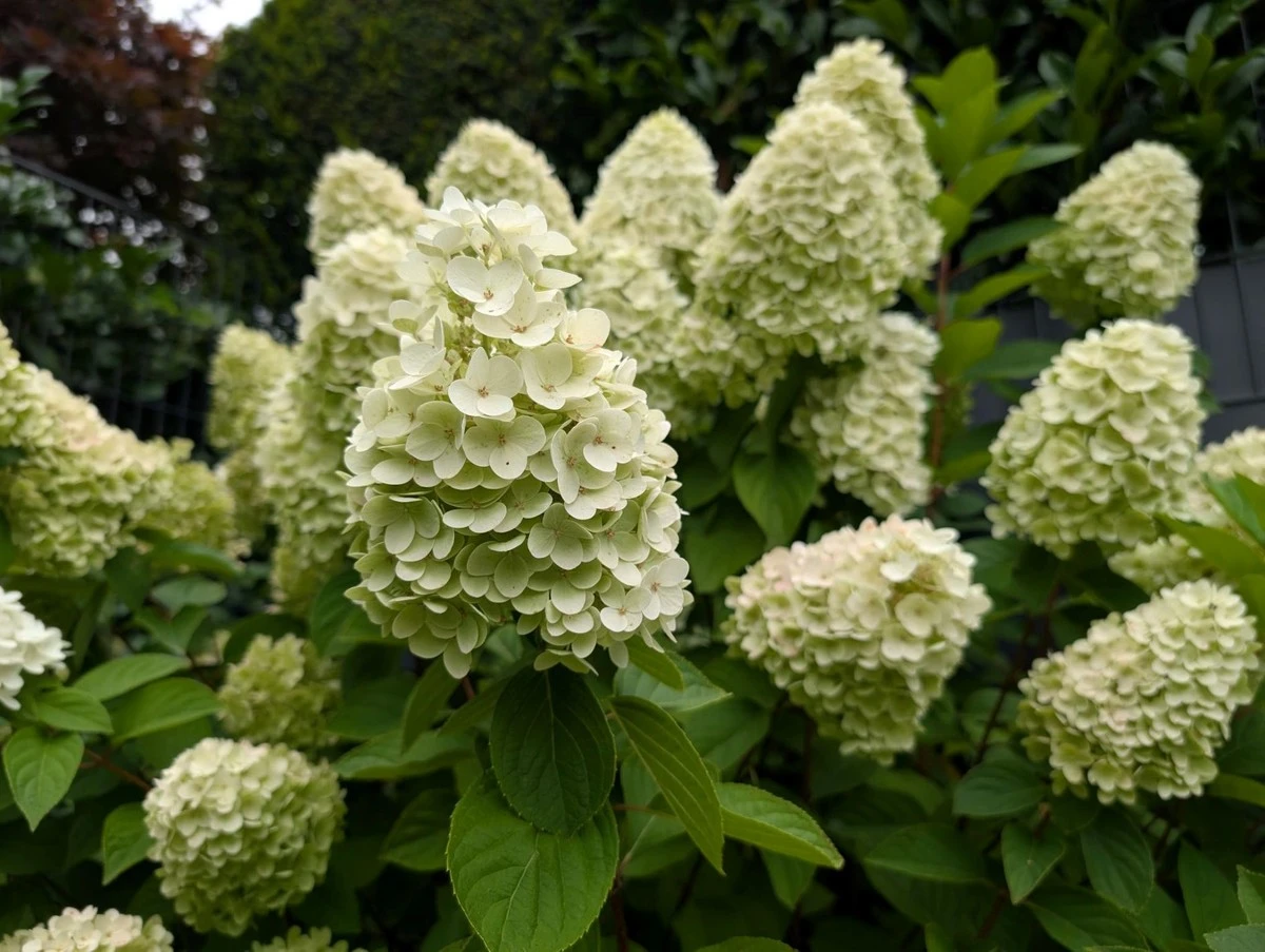 Potatura delle ortensie a pannocchia: il trucco per fiori XXL - Il tuo giardino esploderà di colori