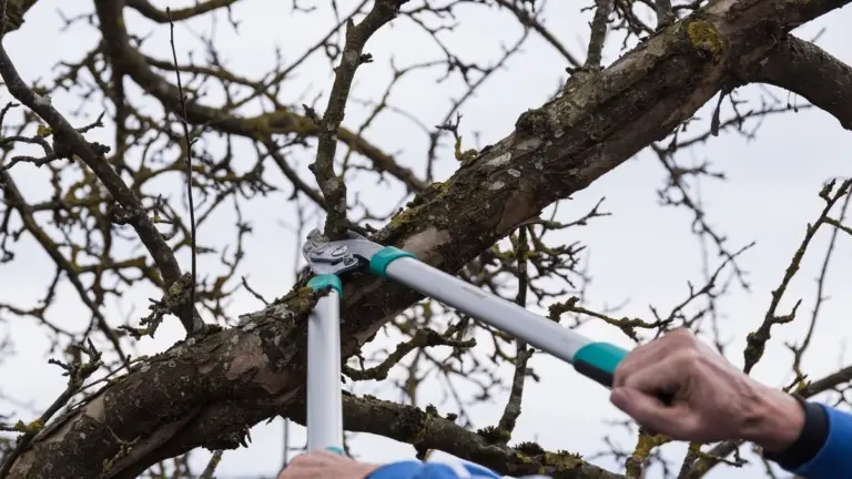Potatura invernale degli alberi da frutto: l'arte che trasforma il tuo frutteto