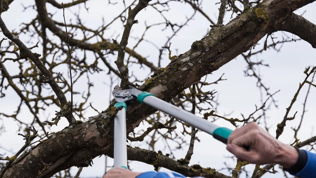 Potatura invernale degli alberi da frutto: l'arte che trasforma il tuo frutteto