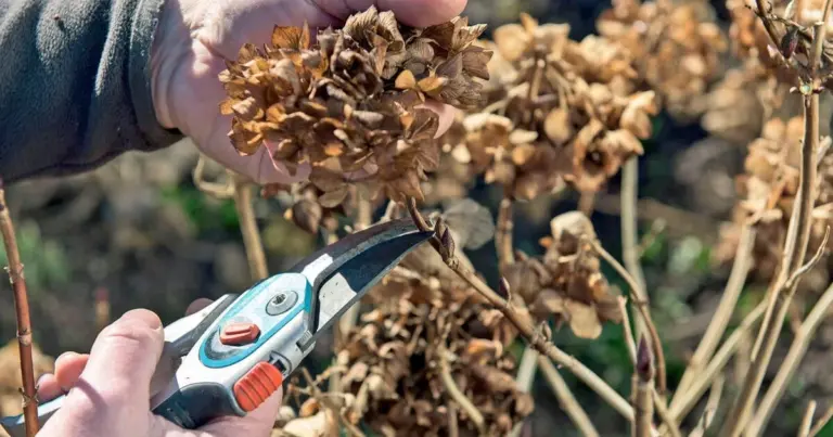 Quando tagliare le ortensie: il segreto per fioriture spettacolari ogni anno