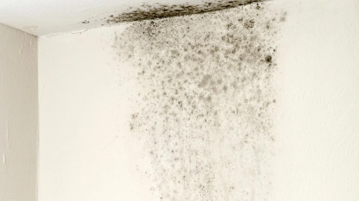 Schwarzer Schimmel: Il Metodo Naturale che Spazza Via le Macchie (e il Tuo Medico Ringrazierà)