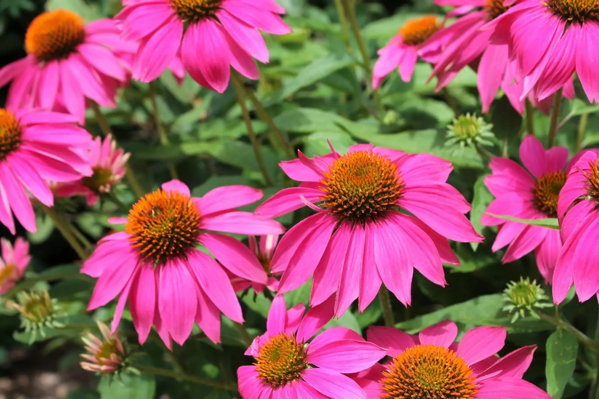 Sei colori nel tuo giardino: 6 piante che fioriscono per mesi, con poca manutenzione