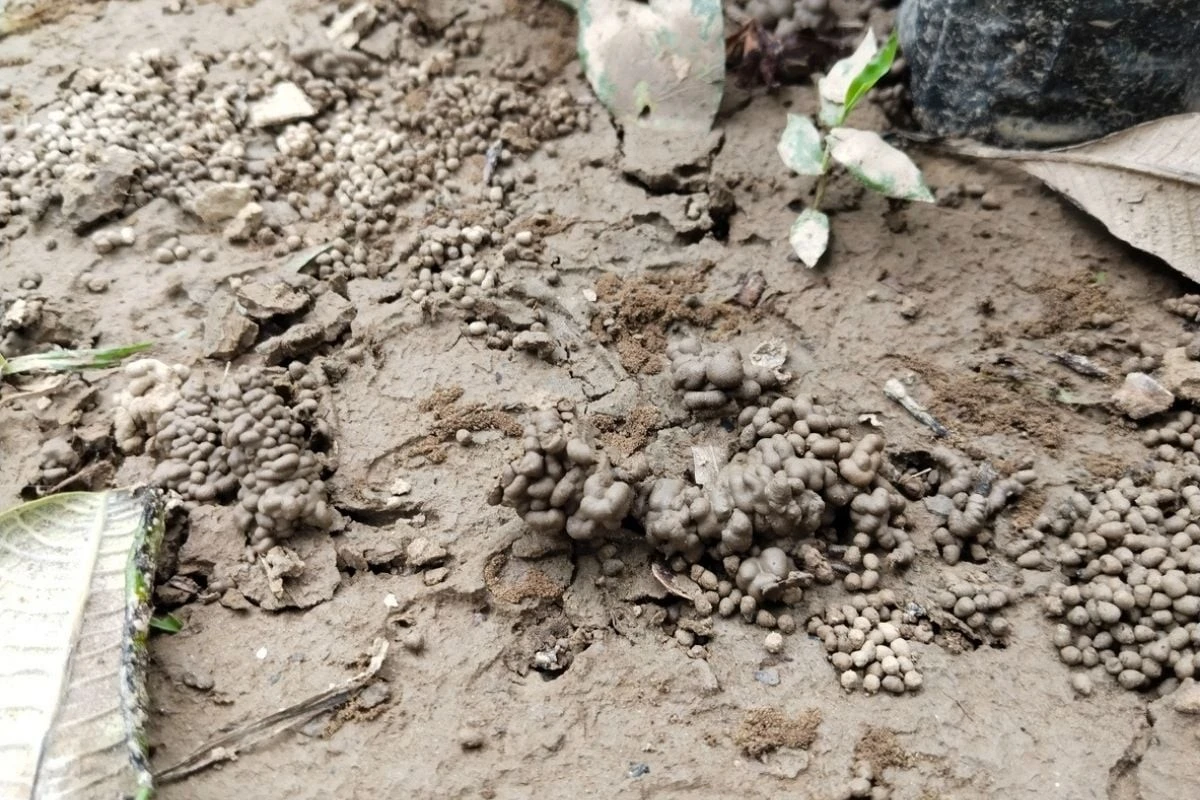 Se il tuo giardino è pieno di queste piante, congratulati: il tuo terreno è in ottima salute