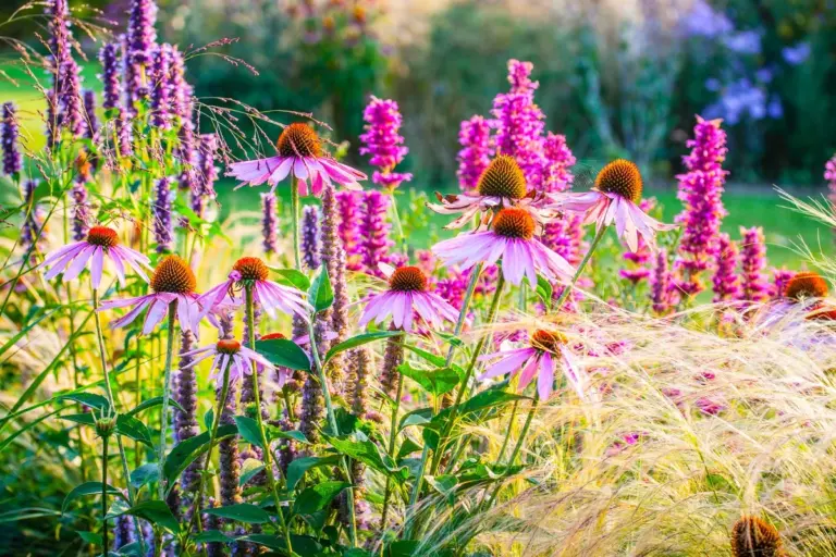 Stai arredando un giardino? Con questi 3 trucchi risparmi la metà sui fiori perenni