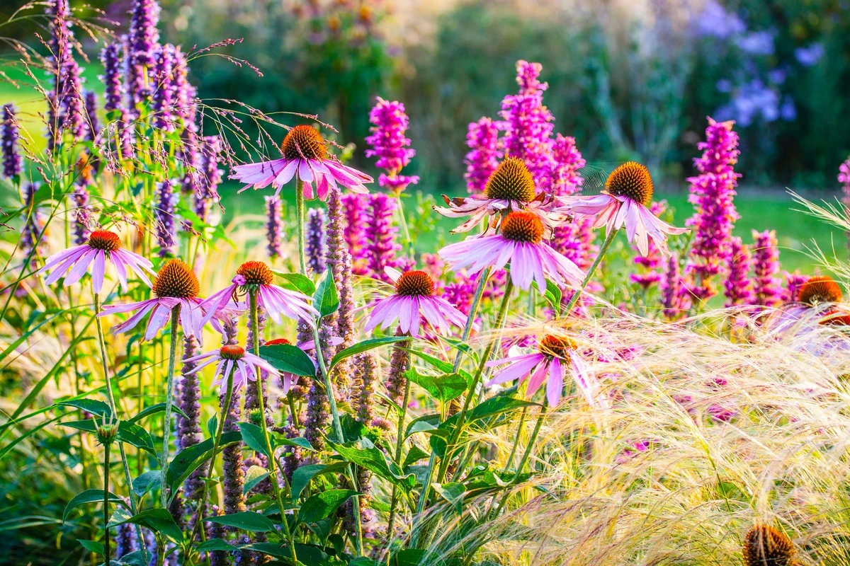 Stai arredando un giardino? Con questi 3 trucchi risparmi la metà sui fiori perenni